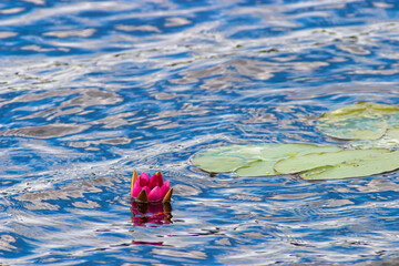 Flowering red water lily in a lake