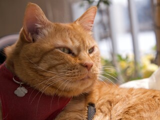 聞き耳を立てる猫