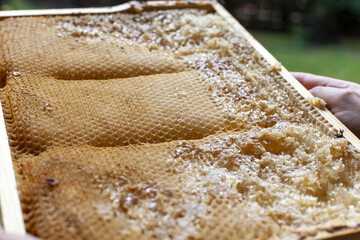 Pszczelarstwo - ramka pełna miodu, gotowa do odwirowania - obrazy, fototapety, plakaty