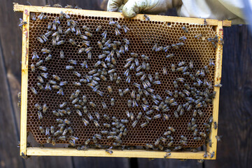 Pszczelarstwo, ramka z miodem i pszczołami wyciągnięta z ula przez pszczelarza  - obrazy, fototapety, plakaty