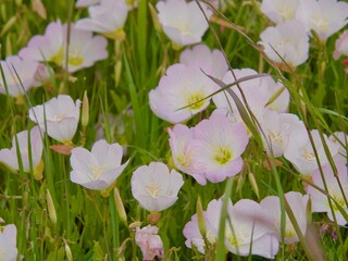 河原に咲く花