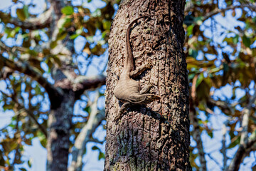 Varanus bengalensis perching on tree