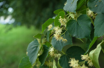close up view of Linden in bloom
