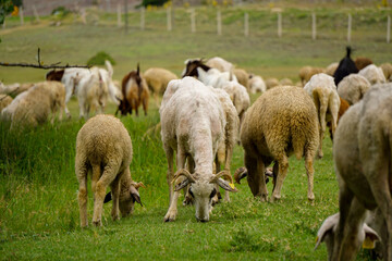Sheep and goat herd being fed on green fields before the sacrifation fete on a sunny day in Turkey
