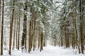 Snow covered road throung fir and birch trees in winter forest