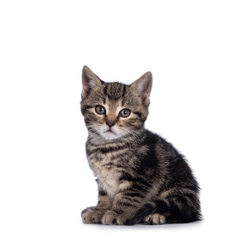 Sweet little brown house cat kitten, sitting up side ways. Looking towards camera. Isolated on a white background.