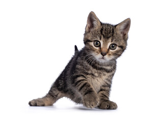 Sweet little brown house cat kitten, standing facing front. Looking towards camera. Isolated on a white background.