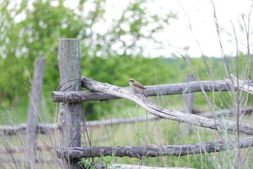 bird barbed wire fence 