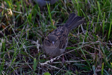 bird in the grass