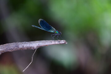 blue dragonfly on a green leaf