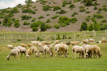 Obraz premium Sheep and goat herd being fed on green fields before the sacrifation fete on a sunny day in Turkey