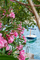 Close up picture of beautifull pink flowers near sea. 