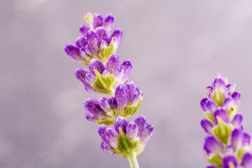 Fototapeta na wymiar Lavendelblüte