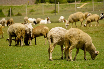 Obraz na płótnie Canvas Sheep and goat herd being fed on green fields before the sacrifation fete on a sunny day in Turkey