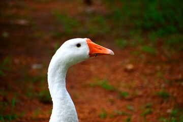 Obraz premium white goose on the grass