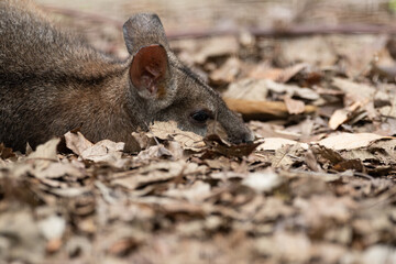 くつろぐカンガルー