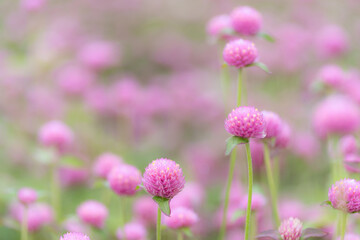 ピンクのお花畑　センニチコウ