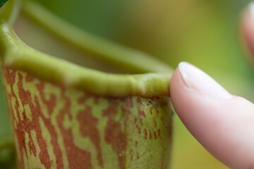 食虫植物に触ってみる