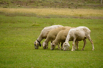 Fototapeta premium Sheep and goat herd being fed on green fields before the sacrifation fete on a sunny day in Turkey