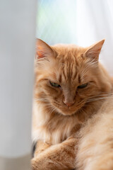 窓辺でくつろぐ猫　茶トラ猫