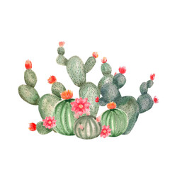 Composition from wild cacti. Watercolor desert cacti, illustration for print, design
