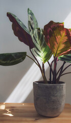 Calathea medallion, a tropical Prayer plant with unique colourful patterned leaves with a deep burgundy underneath in a stone pot on a wooden surface isolated on a light background. Copy Space. 
