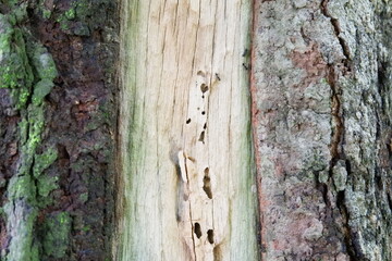 bark from nature