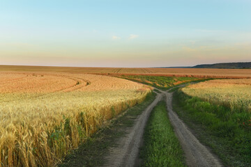 Fototapeta na wymiar Dirt road among fields of ripe yellow wheat. 