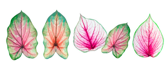 Set of bromeliad leaf, natural beautiful bright colorful leaves isolated on white, vector illustration
