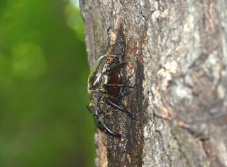 交尾中のミヤマクワガタ