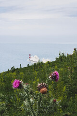 flowers on the coast. The Needles