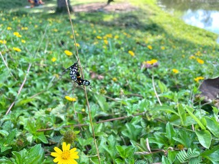 Butterfly mating in nature, green leaf background with yellow flowers scattered naturally.