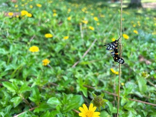 Butterfly mating in nature, green leaf background with yellow flowers scattered naturally.