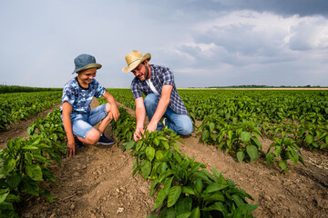 Father is teaching his son about cultivating chili. Chili plantation successfully sown. Farmers in...