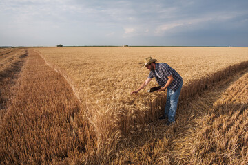 Naklejka na ściany i meble Agronomist is examining grain crops while harvesting is taking place.