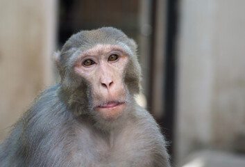 Monkey is a common name that may refer to certain groups or species of simian mammals of infraorder Simiiformes.  The term is applied descriptively to groups of primates.