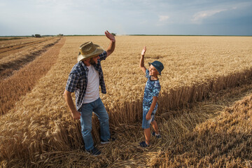 Farmers are standing in their wheat field while the harvesting is taking place. Father is teaching...