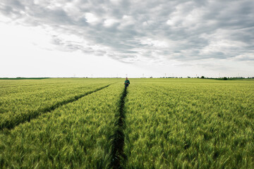 Fototapeta na wymiar Farmer standing in wheat field examining crop.