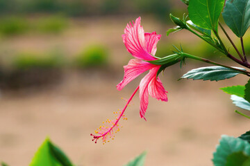 Hibiscus is a genus of flowering plants in the mallow family, Malvaceae. The genus is quite large, 
 comprising several hundred species that are native to warm temperate, subtropical and tropical 