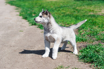 Naklejka na ściany i meble one blue-eyed Siberian husky puppy stands on the green grass in a summer park. purebred dogs, pets