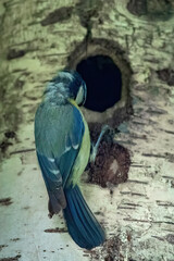 Blaumeisen Junges wird gefüttert