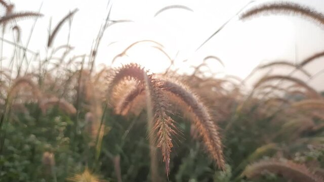 Pennisetum pedicellatum, known as desho grass or desho grass, is a grass native to india from the angiosperm monocot plant family Poaceae.