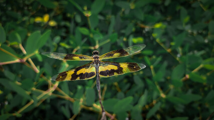 Rhyothemis variegata dragonfly on the stick.