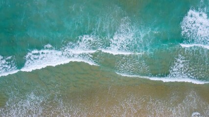 turtle swimming in the sea