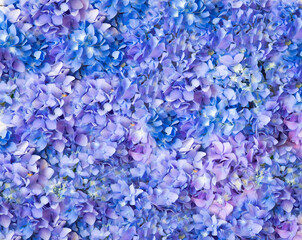 Hydrangea flowers background with copy space for text