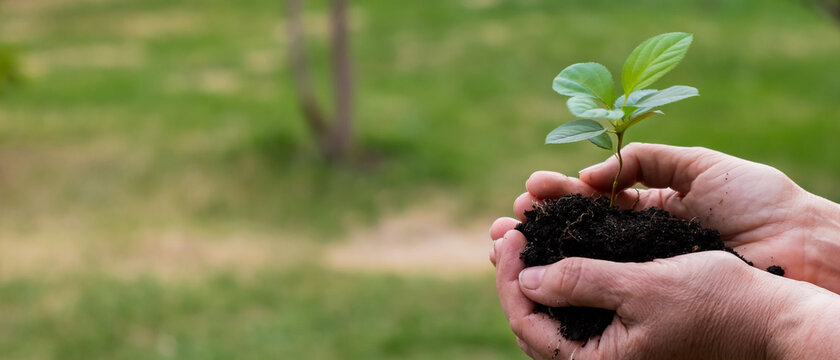 Close-up of an elderly woman's hands with an apple tree sprout. Grandma holding a plant outdoors.