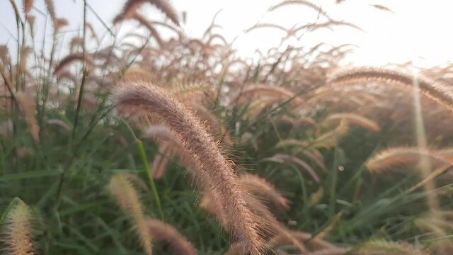Pennisetum pedicellatum, known as desho grass or desho grass, is a grass native to india from the angiosperm monocot plant family Poaceae.