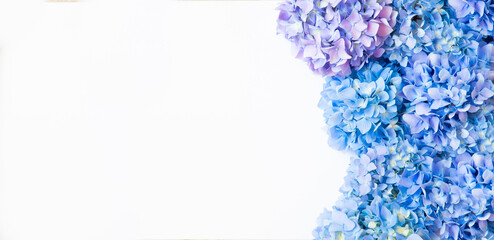 Blooming fresh hydrangea on a white background with copy space for text