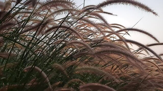 Pennisetum pedicellatum, known as desho grass or desho grass, is a grass native to india from the angiosperm monocot plant family Poaceae.