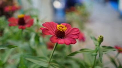 red poppy flower in garden
